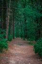 Sandy trail through the woods in Grand Rapids Michigan at Provin Trails Royalty Free Stock Photo