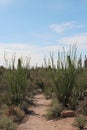 The sandy Valley Overlook Trail leading through a desert landscape in Saguaro National Park, West, in Tucson, Arizona Royalty Free Stock Photo