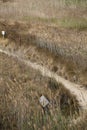 Sandy walkway path on a summer brown coastal forest