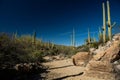 Sandy Wash Cuts Through Plants and Rocks in Saguaro