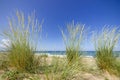 A sandy wild beach