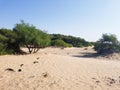 Sandy wild beach with trees f the Atlantic Ocean