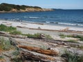 Sandy Willows beach with driftwood strewn along the shore