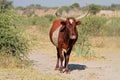 Sanga bull - Northern Namibia Royalty Free Stock Photo