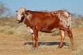 Sanga cow - Namibia Royalty Free Stock Photo