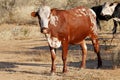 Sanga cow - Namibia Royalty Free Stock Photo