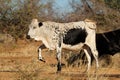 Sanga cow - Northern Namibia Royalty Free Stock Photo