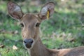 Sangai or Thamin deer