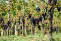 Sangiovese grapes in Montalcino, Italy Royalty Free Stock Photo