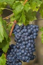 Sangiovese grapes in the Montalcino region of Tuscany Royalty Free Stock Photo