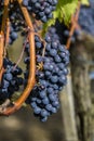 Sangiovese grapes in the Montalcino region of Tuscany Royalty Free Stock Photo