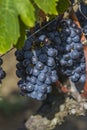 Sangiovese grapes in the Montalcino region of Tuscany Royalty Free Stock Photo