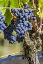 Sangiovese grapes in the Montalcino region of Tuscany Royalty Free Stock Photo