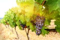 Sangiovese grapes in an old vineyard in Chianti area, view over vineyards with red wine grapes and typical Tuscan landscape with Royalty Free Stock Photo