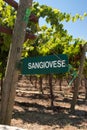 Sangiovese Signpost of California Royalty Free Stock Photo