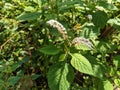 Sangketan plant (Heliotropium indicum L.), green leaves with beautiful small elongated white flowers