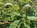 Sangketan plant (Heliotropium indicum L.), green leaves with beautiful small elongated white flowers