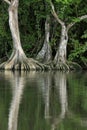 Pterocarpus officinalis trees with buttressed roots