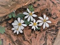 Bloodroot Wildflowers in North Carolina