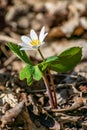 Bloodroot Flower In Kettle Moraine State Park