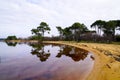 Sanguinet lake sand with big pines along sandy beach