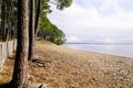 Sanguinet sand lake beach with pines forest in landes france