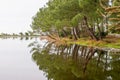 Sanguinet wild beach wood pine in Lake Biscarrosse landes France