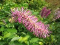 Sanguisorba obtusa Royalty Free Stock Photo