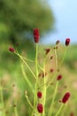 Sanguisorba officinalis Royalty Free Stock Photo