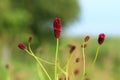 Sanguisorba officinalis Royalty Free Stock Photo