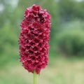 Sanguisorba officinalis Royalty Free Stock Photo