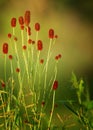 Sanguisorba officinalis. great burnet. Chinese Herbal Materia Medica by Dan Bensky Di Yu. the root is used to stop bloody dysenter