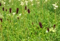 Sanguisorba officinalis, great burnet growing in the meadow is actively used in phytotherapy, herbal medicine to treat