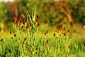 Sanguisorba officinalis. great burnet. Royalty Free Stock Photo