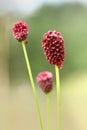 Sanguisorba officinalis Royalty Free Stock Photo