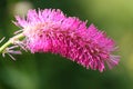 Sanguisorba tenuifolia Royalty Free Stock Photo