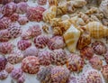 Sanibel island shells