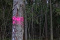 Sanitary deforestation. Dry tree marked a red cross for felling. In the background of pine forest Royalty Free Stock Photo