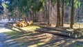 The sanitary felling of trees in the city park resulted in a stack of logs for later removal for industrial processing. In spring,