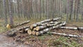 Sanitary felling of trees at the edge of the forest resulted in a stack of birch logs on the ground for further transportation for Royalty Free Stock Photo