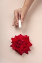 A sanitary tampon in a woman`s hand next to a red rose on a pink background Feminine hygiene.