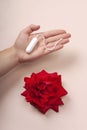 A sanitary tampon in a woman`s hand next to a red rose on a pink background Feminine hygiene.