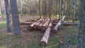 Sanitary tree felling near a forest dirt road resulted in a small stack of pine logs on the ground for further transportation for Royalty Free Stock Photo