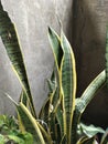 Sanseveria leaves stand firm and strong