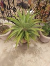 Sanseveria plants with green leaf