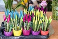 Sanseveria plants on multicolored pots. Velvet touchz