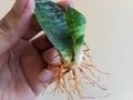 Sanseveria snake plant with bare roots Royalty Free Stock Photo