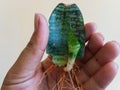 Sanseveria snake plant propagation from a single leaf