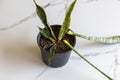 Sanseveria snake rotten plant in a pot Royalty Free Stock Photo