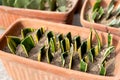 Sanseveria trifasciata leaf cuttings in a pot. selective focus with blur background